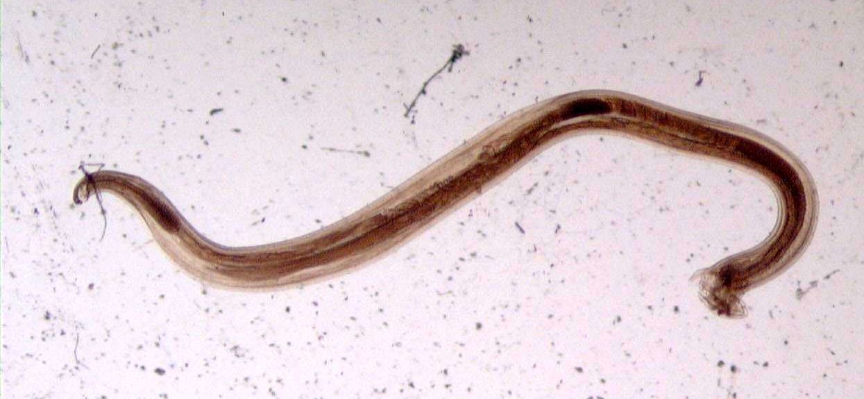 симптомы некатороза