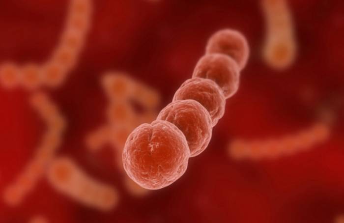 стрептококки