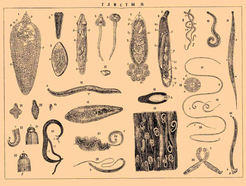 виды гельминтов