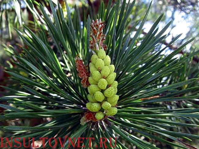 почки сосны