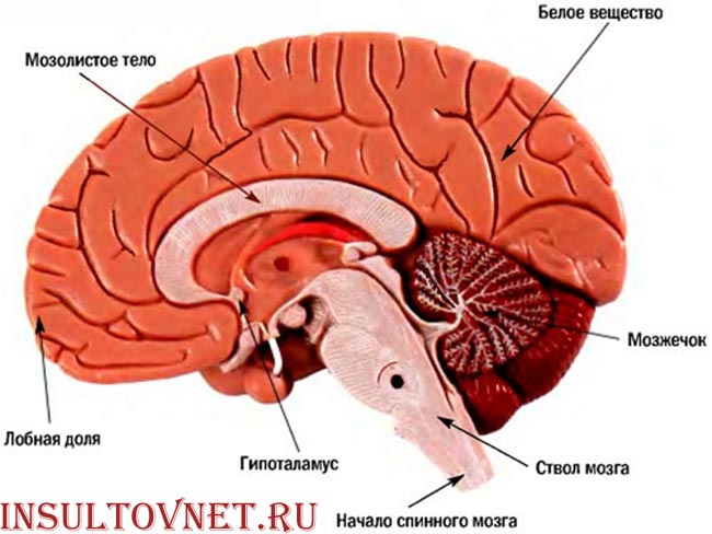 Ствол мозга