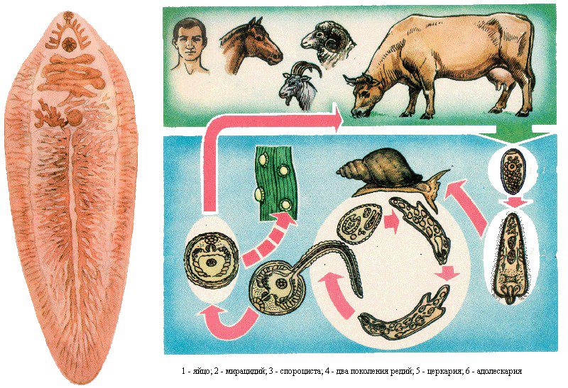 что вызывает болезнь