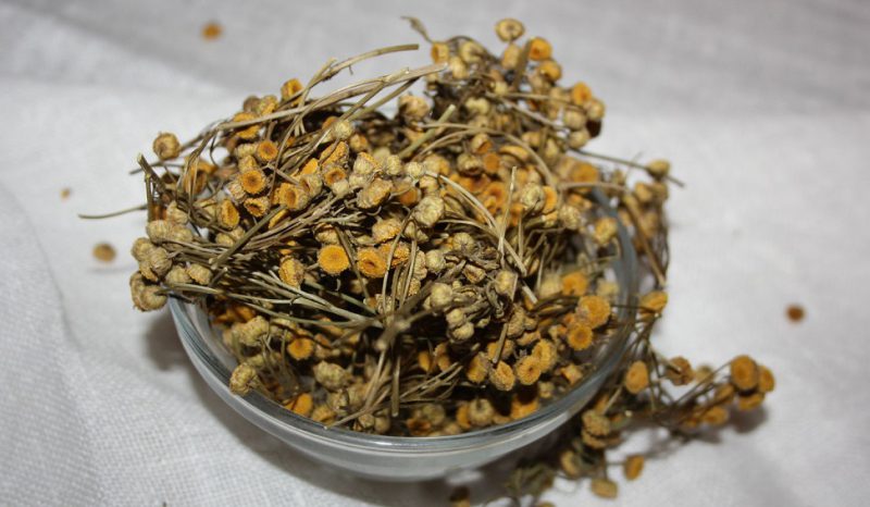 цветки пижмы