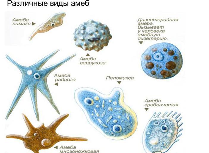 амебы типовые
