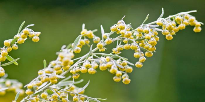 полынь горькая