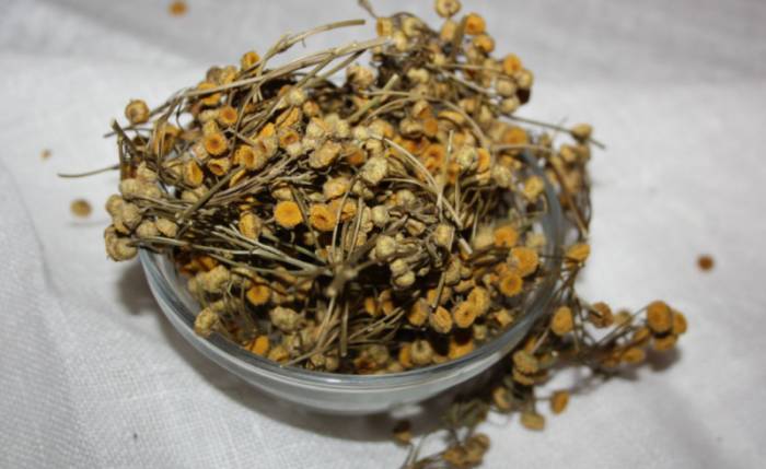 соцветия пижмы