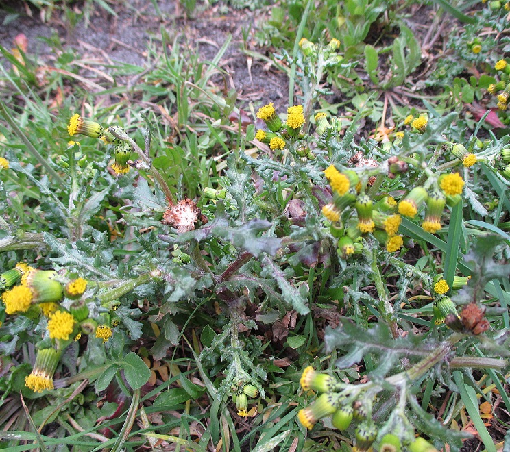 крестовник обыкновенный