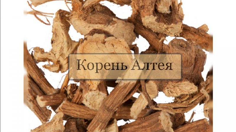корень алтея
