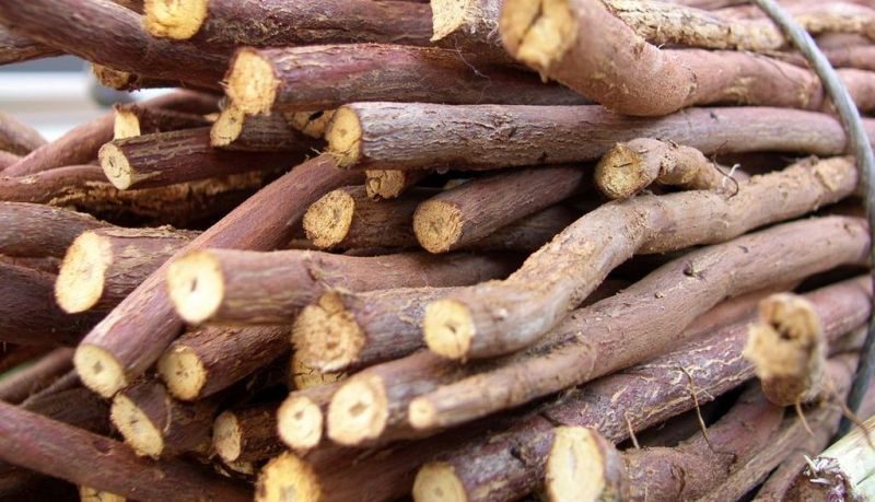 корень солодки