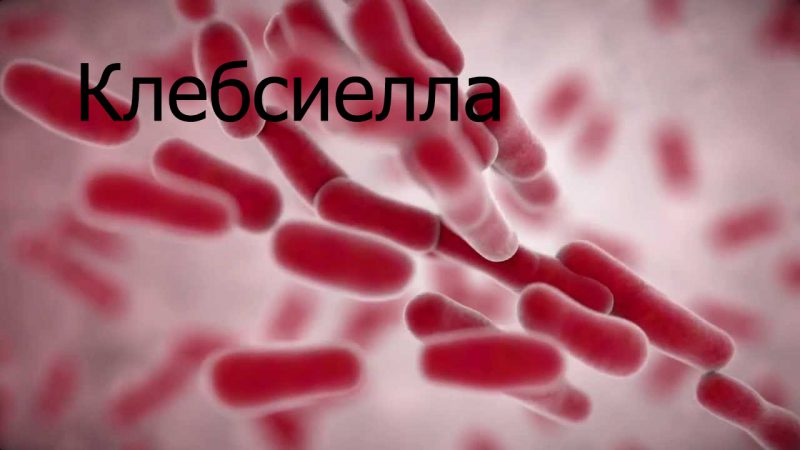 Клебсиелла под микроскопом