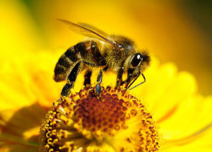 Пчела на цветке Пчелиный яд