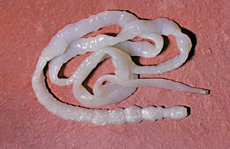 как лечить нейроцистицеркоз