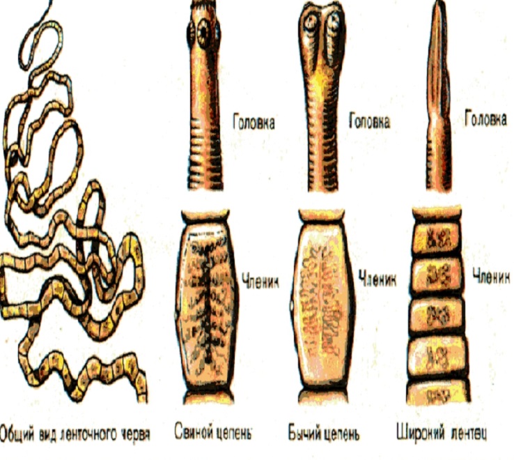 Представители класса ленточные черви