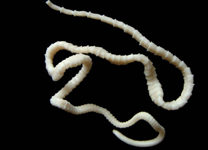 ленточные черви