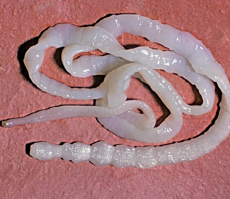 Внешний вид солитера