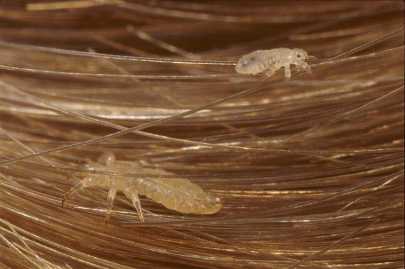 керосин против педикулеза