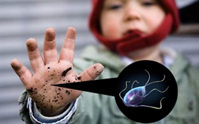 Способы заражения лямблиями