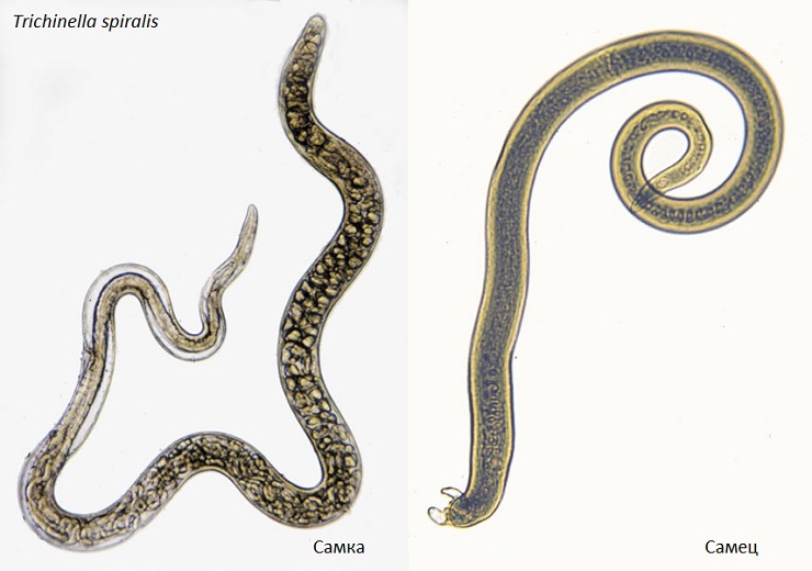 самка и самец трихинеллы
