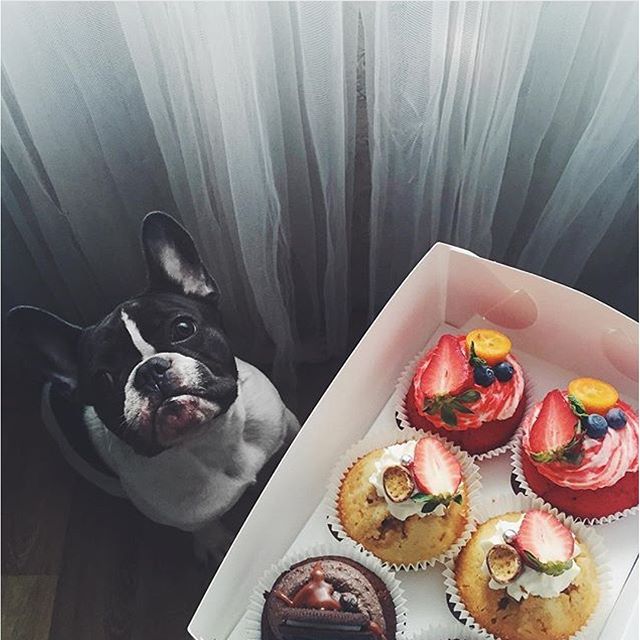 12912654_1587195301607296_1016116314_n