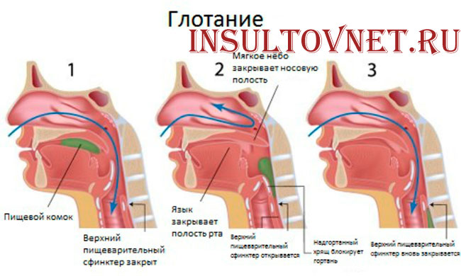 процесс глотания