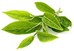 Зеленый чай Зеленый чай