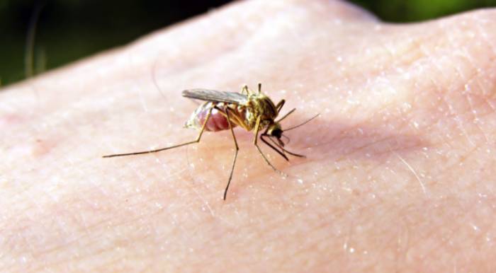 укус насекомого