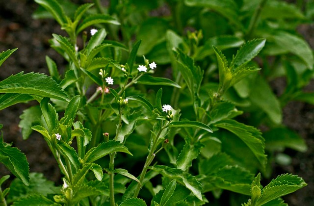 Стевия и что из нее делают: экстракт, порошок, таблетки