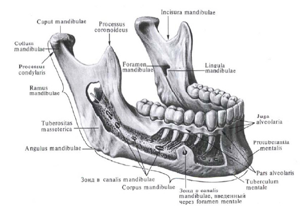 нижняя челюсть Нижняя челюсть – единственная подвижная часть скелета лица