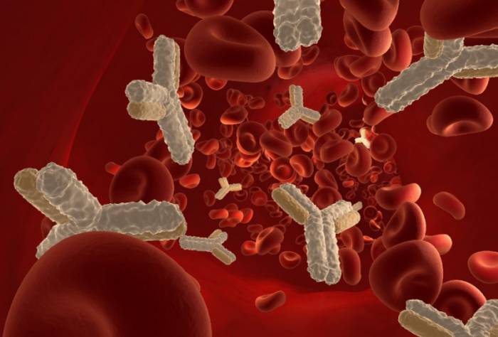 антитела IgA