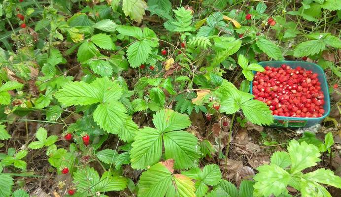 Когда поспевает лесная земляника