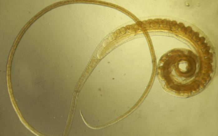 круглые черви