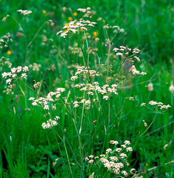 тмин обыкновенный