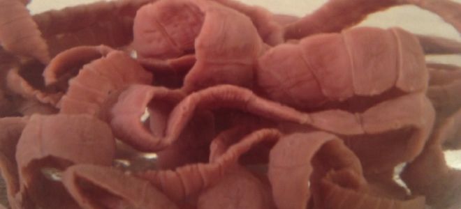 Виды ленточных червей