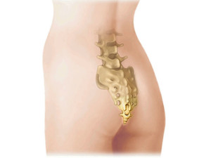 Расположение копчика Расположение копчика в теле человека