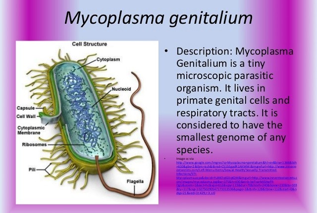 Mycoplasma genitalium