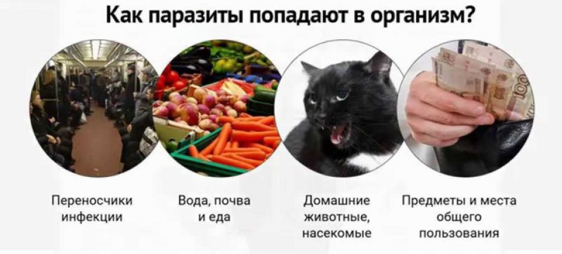 способы заражения глистами