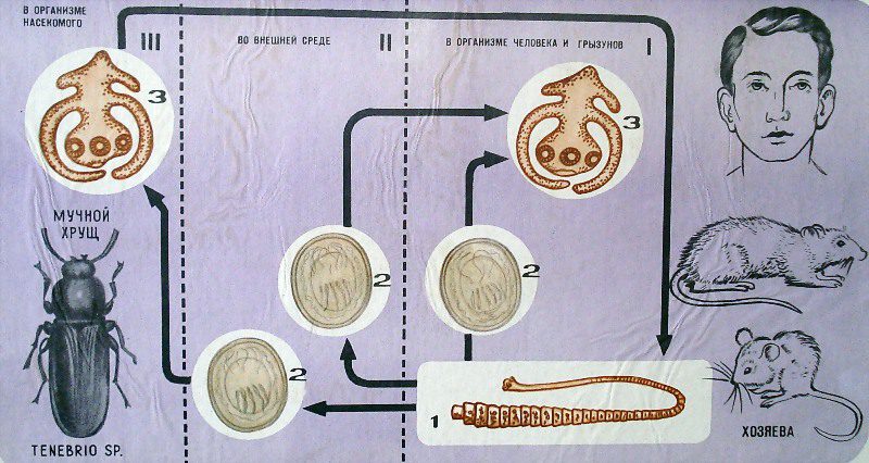 свиной цепень и человек