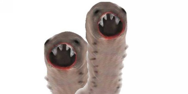 виды глистов