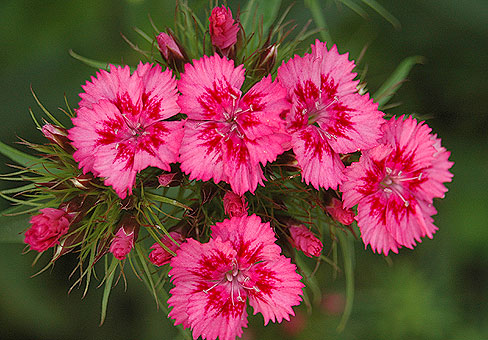 цвет гвоздики