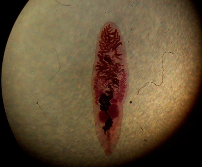 Кошачья двуустка - возбудитель описторхоза