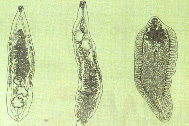 Сосальщики - опасные виды паразитов для человека