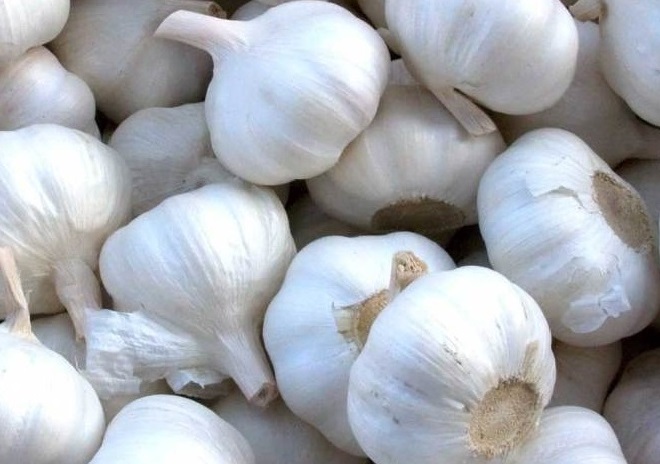 Чеснок - эффективное средство от паразитов