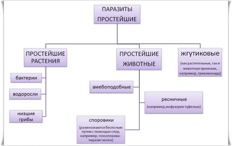 простейшие паразиты