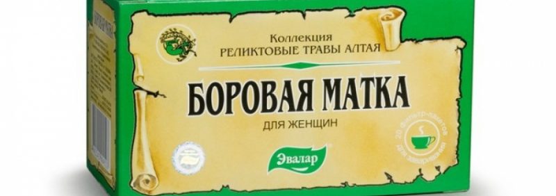 Боровая матка