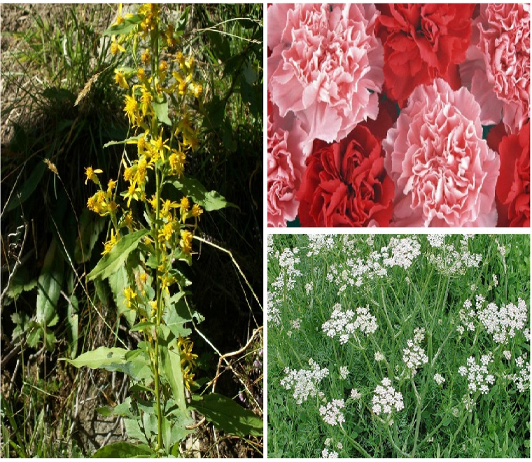 Растительные культуры для борьбы с аскаридами