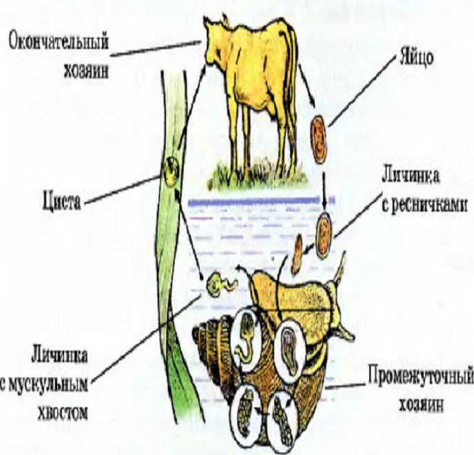 Печеночный сосальщик жизненный цикл