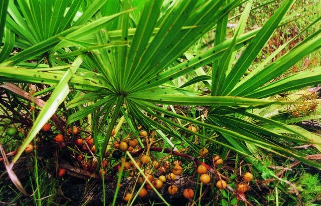 Экстракт пальмы (карликовой, сабаль, сереноа, ползучей)
