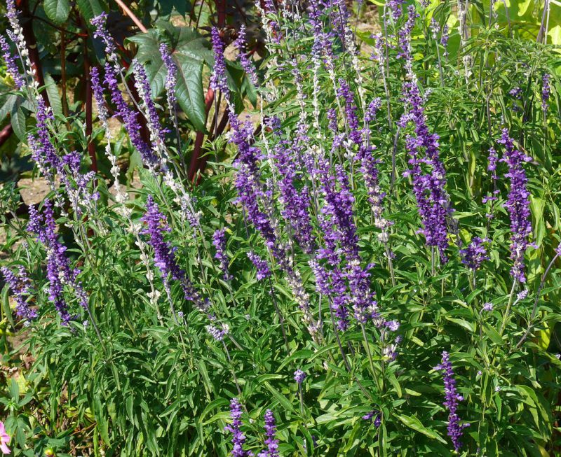 Шалфей Шалфей