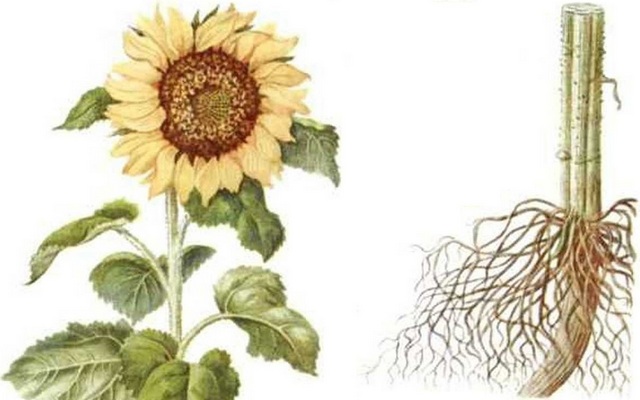 Лечебные свойства корня подсолнуха