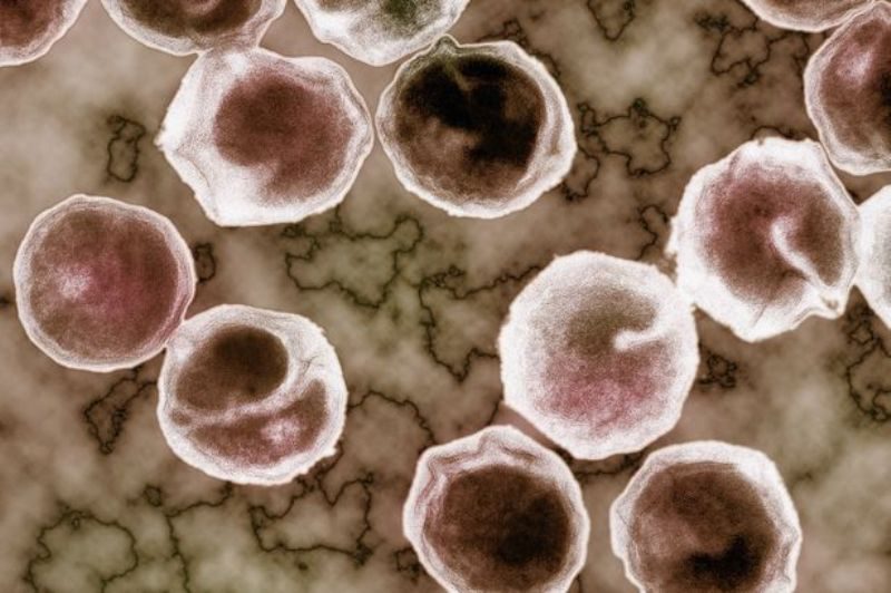 Антитела к хламидиям